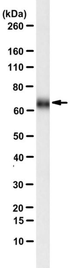 WAVE2 Mouse anti-Human, Mouse, Clone: ZS33-1, MilliporeSigma:Antibodies:Primary